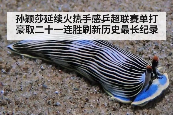 孙颖莎延续火热手感乒超联赛单打豪取二十一连胜刷新历史最长纪录